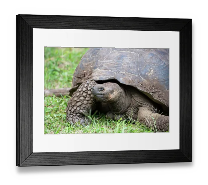Framed Print : Ecuador, Galapagos, Santa Cruz Island, El Chato Ranch. Wild Galapagos Giant Tortoise dome-shaped tortoises