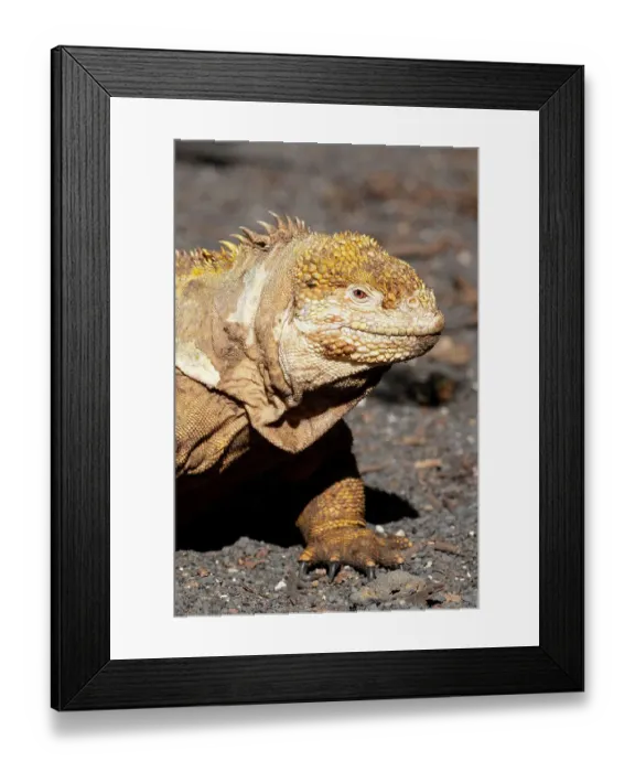 Framed Print : Ecuador, Galapagos, Isabela Island, Urbina Bay. Galapagos land iguana