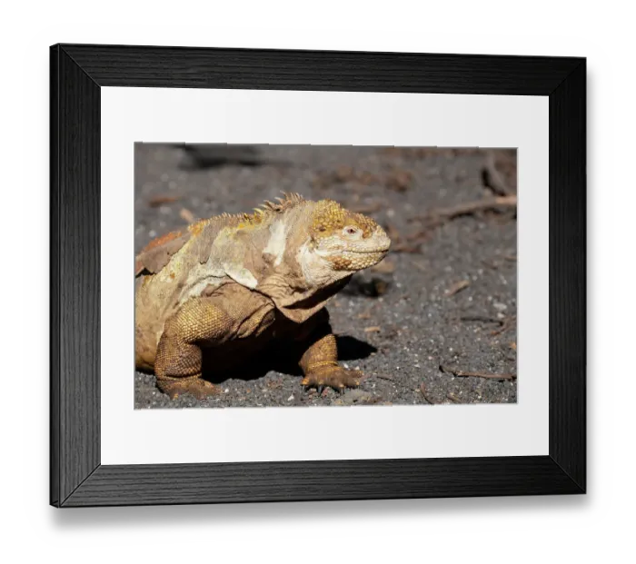 Framed Print : Ecuador, Galapagos, Isabela Island, Urbina Bay. Galapagos land iguana Framed Print : Ecuador, Galapagos, Isabela Island, Urbina Bay. Galapagos land iguana