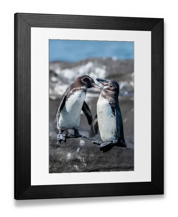 Framed Print : Ecuador, Galapagos, Northwestern coast of Isabela, Tagas Cove. Galapagos penguins Framed Print : Ecuador, Galapagos, Northwestern coast of Isabela, Tagas Cove. Galapagos penguins