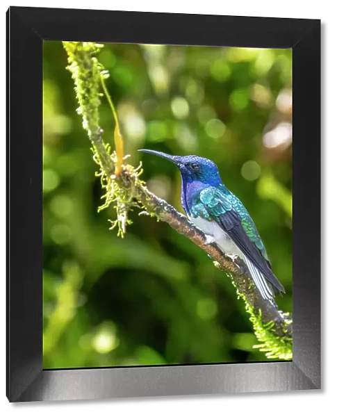 Ecuador, Tandayapa Valley, Alambi Reserve. White-necked Jacobin hummingbird