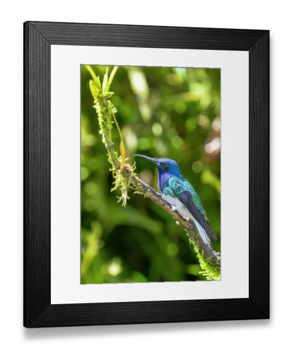 Framed Print : Ecuador, Tandayapa Valley, Alambi Reserve. White-necked Jacobin hummingbird Framed Print : Ecuador, Tandayapa Valley, Alambi Reserve. White-necked Jacobin hummingbird