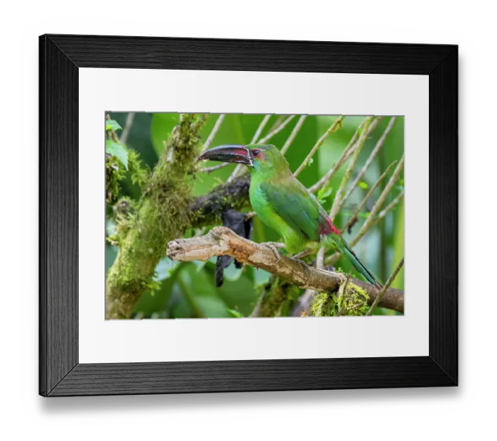 Framed Print : Ecuador, Tandayapa Valley, Alambi Reserve. Crimson-rumped toucanet, aka chestnut-billed emerald-toucanet, crimson-rumped aracari and red-rumped green-toucanet Framed Print : Ecuador, Tandayapa Valley, Alambi Reserve. Crimson-rumped toucanet, aka chestnut-billed emerald-toucanet, crimson-rumped aracari and red-rumped green-toucanet