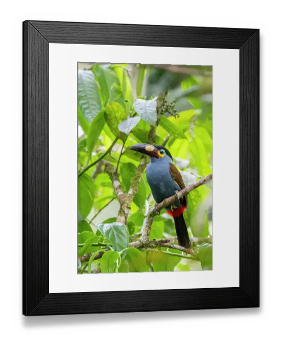 Framed Print : Ecuador, Tandayapa Valley, Alambi Reserve. Plate-billed mountain toucan, aka laminated hill-toucan Framed Print : Ecuador, Tandayapa Valley, Alambi Reserve. Plate-billed mountain toucan, aka laminated hill-toucan
