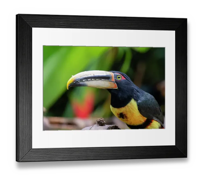 Framed Print : Ecuador, Tandayapa Valley, Alambi Reserve. Collared aracari, aka banded aracari, ringed aracari