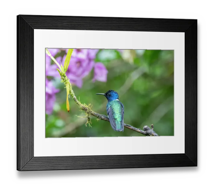 Framed Print : Ecuador, Tandayapa Valley, Alambi Reserve. White-necked Jacobin hummingbird Framed Print : Ecuador, Tandayapa Valley, Alambi Reserve. White-necked Jacobin hummingbird