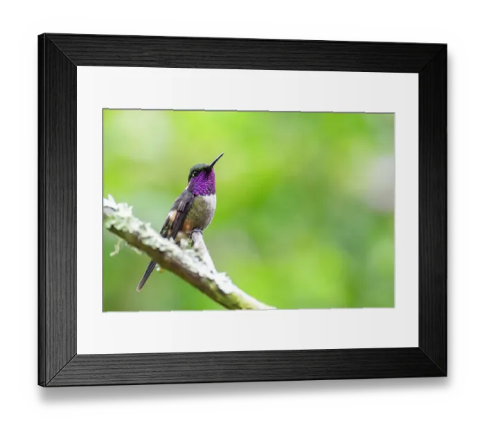 Framed Print : Ecuador, Tandayapa Valley, Alambi Reserve. Purple-throated woodstar Framed Print : Ecuador, Tandayapa Valley, Alambi Reserve. Purple-throated woodstar