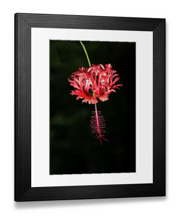 Framed Print : Costa Rica, hibiscus Framed Print : Costa Rica, hibiscus