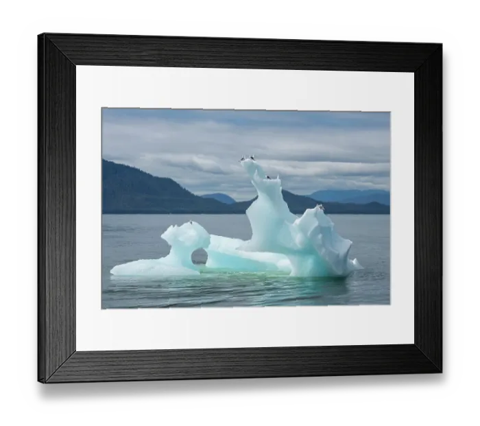 Framed Print : USA, SE Alaska, Inside Passage. Black-legged kittiwakes on iceberg Framed Print : USA, SE Alaska, Inside Passage. Black-legged kittiwakes on iceberg