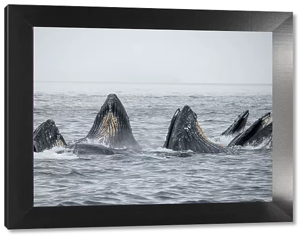 USA, SE Alaska, Inside Passage, Fredrick Sound. Humpback whales bubble net feeding