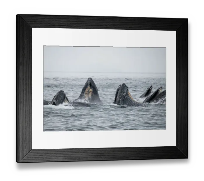 Framed Print : USA, SE Alaska, Inside Passage, Fredrick Sound. Humpback whales bubble net feeding