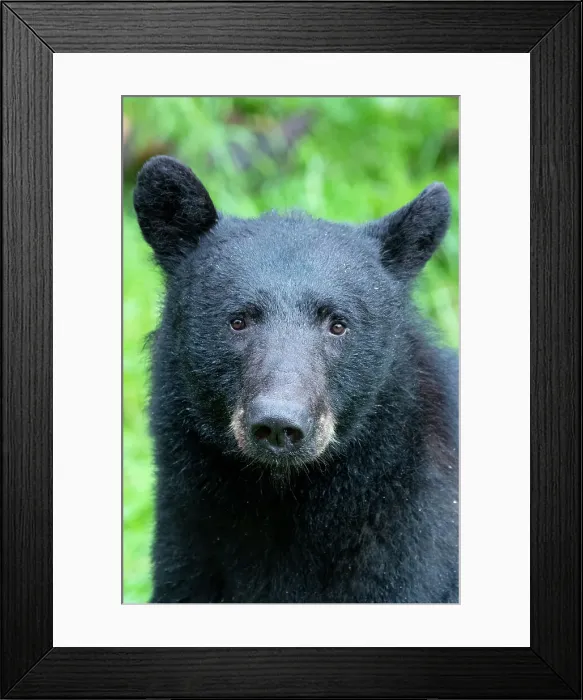 Framed Print : Alaska, Tongass National Forest, Anan Creek. American black bear Face detail