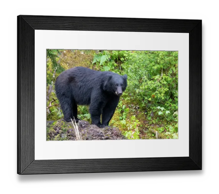 Framed Print : Alaska, Tongass National Forest, Anan Creek. American black bear Framed Print : Alaska, Tongass National Forest, Anan Creek. American black bear