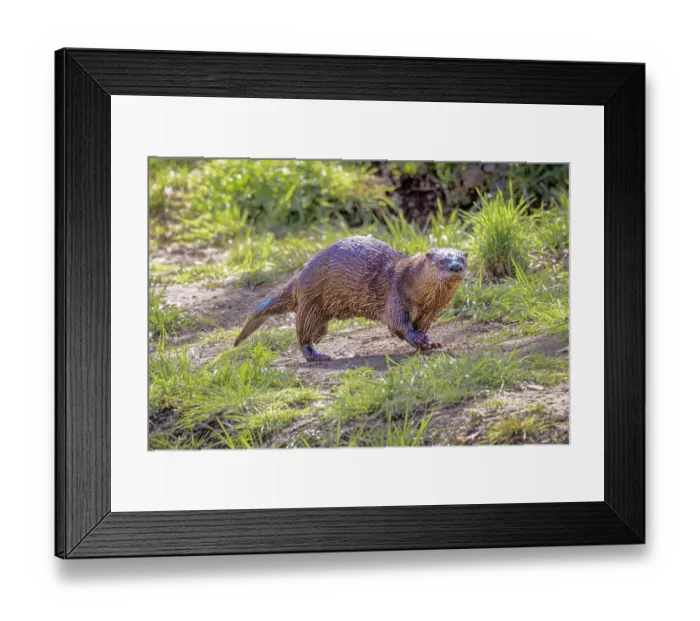 Framed Print : USA, Arizona, Dead Horse State Park. North American river otter close-up Framed Print : USA, Arizona, Dead Horse State Park. North American river otter close-up
