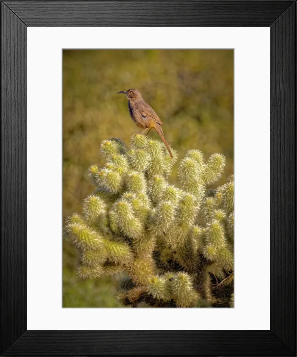 Framed Print : USA, Arizona, McDowell State Park. Curve-billed thrasher atop cactus