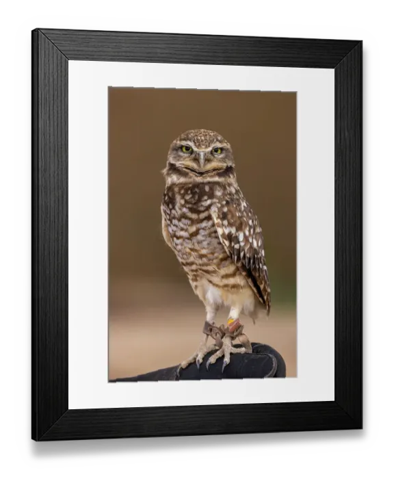 Framed Print : Burrowing Owl at the Arizona Sonoran Desert Museum in Tucson, Arizona, USA