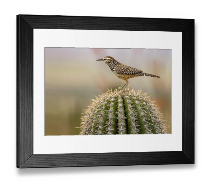 Framed Print : Cactus Wren at the Arizona Sonoran Desert Museum in Tucson, Arizona, USA