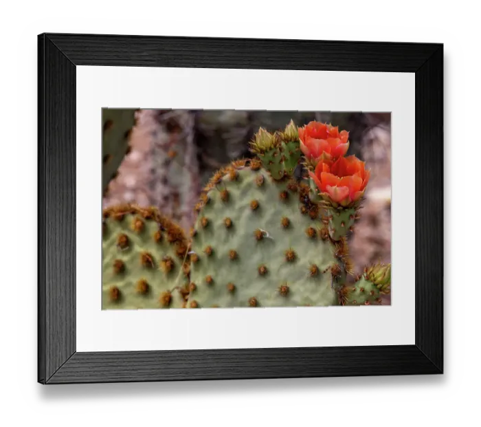 Framed Print : Cowboy whiskers prickly pear cactus flowering at the Arizona Sonoran Desert Museum in Tucson, Arizona, USA Framed Print : Cowboy whiskers prickly pear cactus flowering at the Arizona Sonoran Desert Museum in Tucson, Arizona, USA