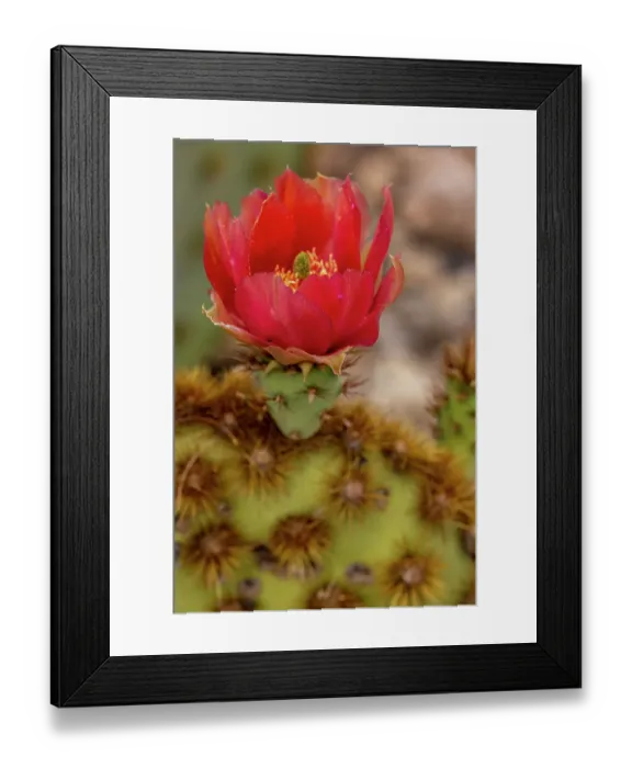 Framed Print : Cowboy whiskers prickly pear cactus flowering at the Arizona Sonoran Desert Museum in Tucson, Arizona, USA