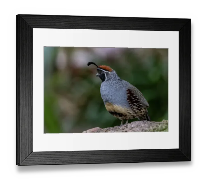 Framed Print : Male Gambel's quail at the Arizona Sonoran Desert Museum in Tucson, Arizona, USA Framed Print : Male Gambel's quail at the Arizona Sonoran Desert Museum in Tucson, Arizona, USA