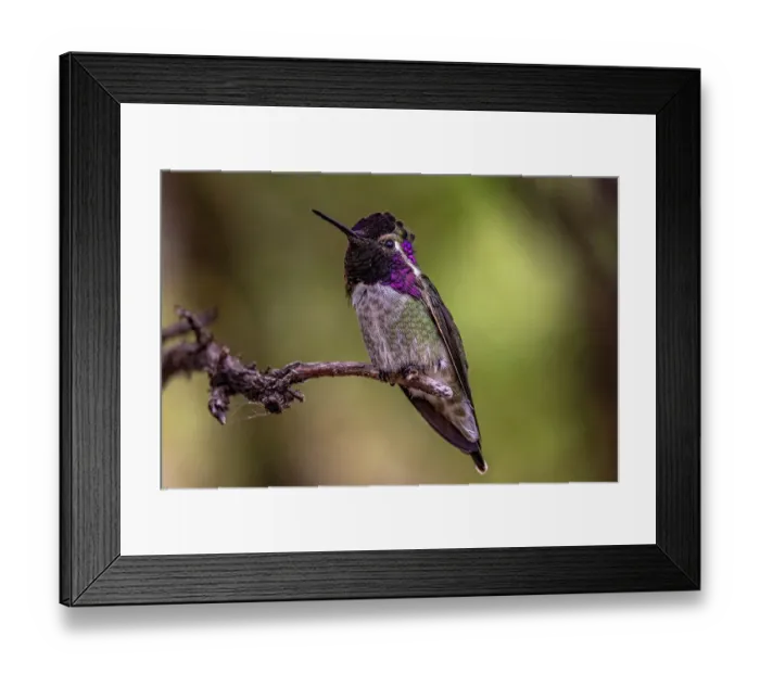 Framed Print : Male Costa Hummingbird at the Arizona Sonoran Desert Museum in Tucson, Arizona, USA