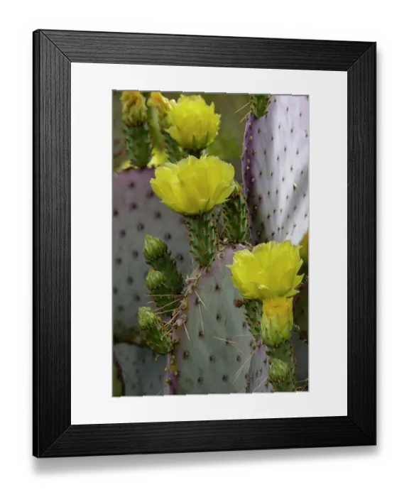 Framed Print : Purple Prickly Pear cactus Flowering at the Arizona Sonoran Desert Museum in Tucson, Arizona, USA