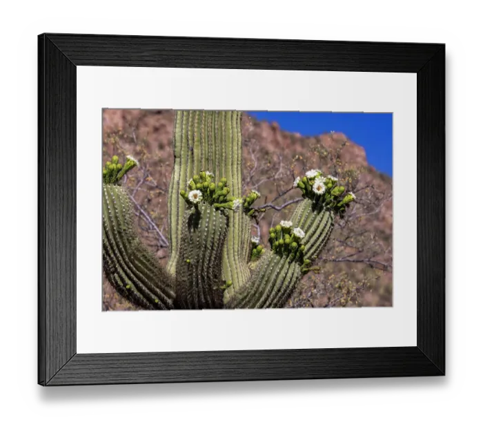Framed Print : Saguaro cactus flowering in Saguaro National Park in Tucson, Arizona, USA