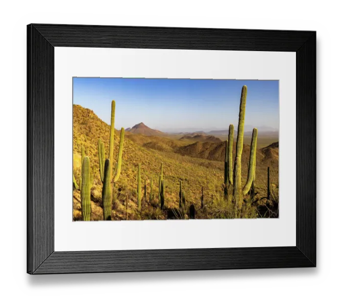 Framed Print : Saguaro Cactus along the Hugh Norris Trail in Saguaro National Park in Tucson, Arizona, USA Framed Print : Saguaro Cactus along the Hugh Norris Trail in Saguaro National Park in Tucson, Arizona, USA