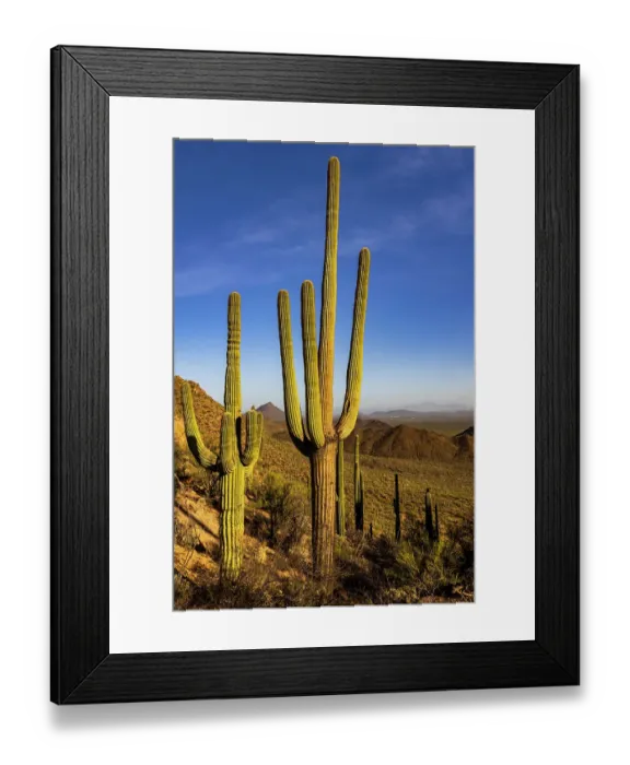 Framed Print : Saguaro Cactus along the Hugh Norris Trail in Saguaro National Park in Tucson, Arizona, USA Framed Print : Saguaro Cactus along the Hugh Norris Trail in Saguaro National Park in Tucson, Arizona, USA