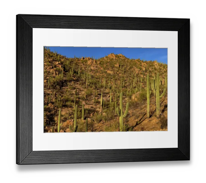 Framed Print : Saguaro Cactus along the Hugh Norris Trail in Saguaro National Park in Tucson, Arizona, USA Framed Print : Saguaro Cactus along the Hugh Norris Trail in Saguaro National Park in Tucson, Arizona, USA
