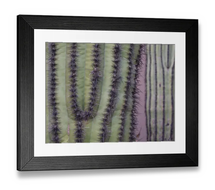 Framed Print : Usa, Arizona. Organ pipe cactus Framed Print : Usa, Arizona. Organ pipe cactus