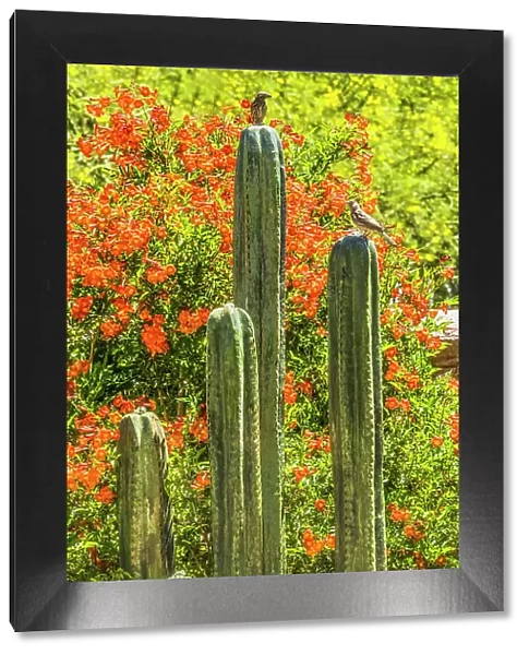 Tucson Botanical Gardens, Tucson, Arizona
