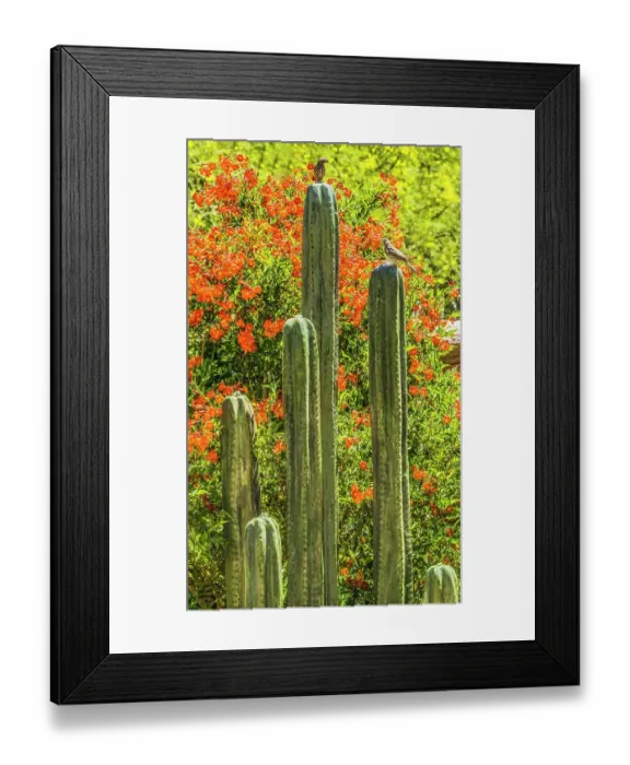 Framed Print : Tucson Botanical Gardens, Tucson, Arizona Framed Print : Tucson Botanical Gardens, Tucson, Arizona