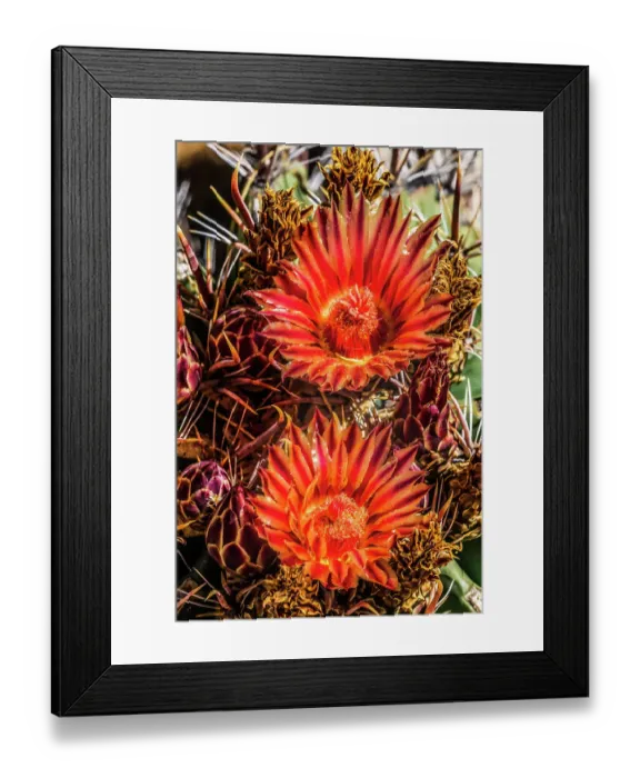 Framed Print : Red yellow blossoms fishhook barrel cactus blooming, Tucson Botanical Gardens, Tucson, Arizona Framed Print : Red yellow blossoms fishhook barrel cactus blooming, Tucson Botanical Gardens, Tucson, Arizona