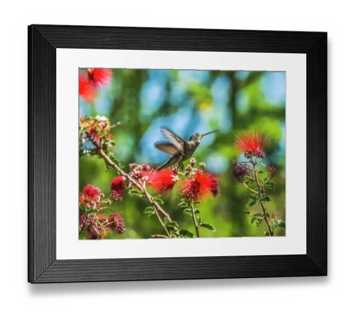 Framed Print : Anna's Hummingbird flying, Tucson Botanical Gardens, Tucson, Arizona
