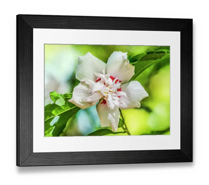 Framed Print : Rose mallow fancy hibiscus flower, Botanical Garden, Tucson, Arizona Framed Print : Rose mallow fancy hibiscus flower, Botanical Garden, Tucson, Arizona