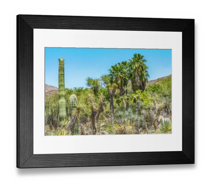Framed Print : Saguaro cactus, Saguaro National Park Sonoran Desert, Tucson, Arizona. USA Framed Print : Saguaro cactus, Saguaro National Park Sonoran Desert, Tucson, Arizona. USA
