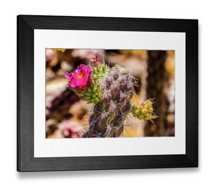 Framed Print : Pink blossom Cane Cholla Cactus, Sonora Desert Museum, Tucson, Arizona Framed Print : Pink blossom Cane Cholla Cactus, Sonora Desert Museum, Tucson, Arizona