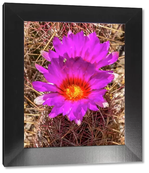 Rainbow hedgehog cactus blooming, Sonora Desert Museum, Tucson, Arizona