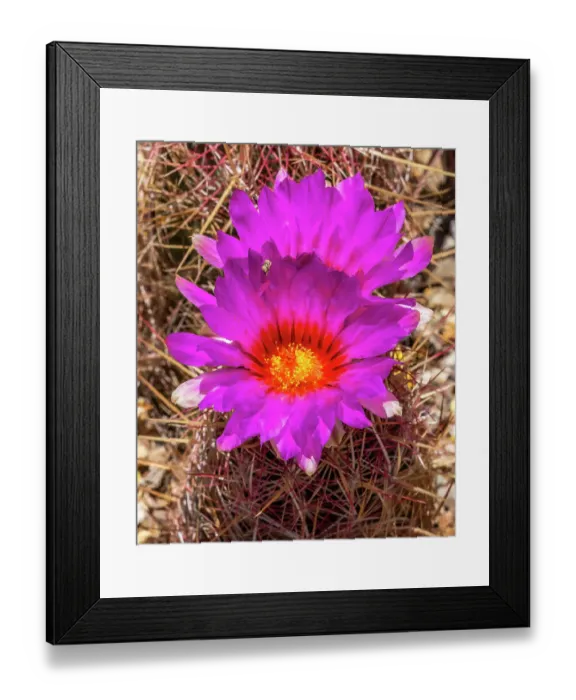 Framed Print : Rainbow hedgehog cactus blooming, Sonora Desert Museum, Tucson, Arizona