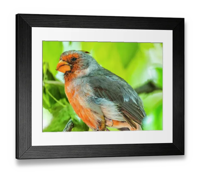 Framed Print : Red Desert Cardinal, Sonora Desert Museum, Tucson, Arizona