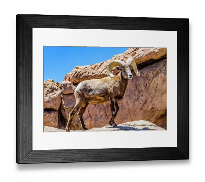 Framed Print : Desert Bighorn Sheep, Sonora Desert Museum, Tucson, Arizona Framed Print : Desert Bighorn Sheep, Sonora Desert Museum, Tucson, Arizona