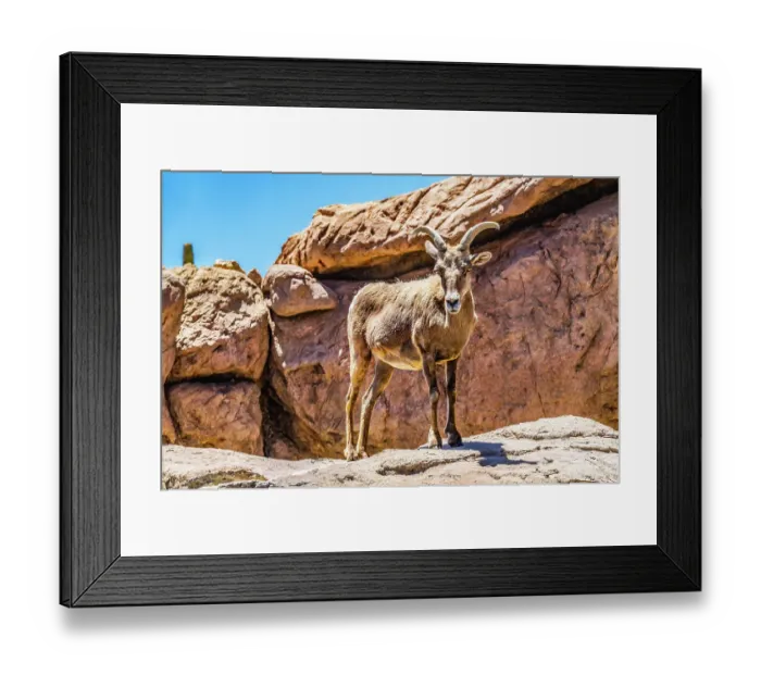 Framed Print : Young Male Desert Bighorn Sheep, Sonora Desert Museum, Tucson, Arizona Framed Print : Young Male Desert Bighorn Sheep, Sonora Desert Museum, Tucson, Arizona