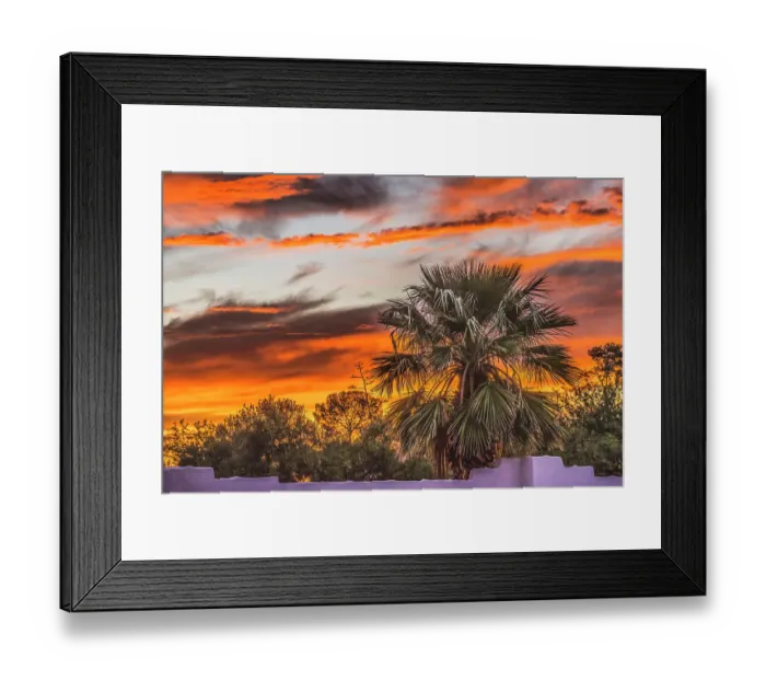 Framed Print : Sunset palm tree, Tucson, Arizona. USA Framed Print : Sunset palm tree, Tucson, Arizona. USA