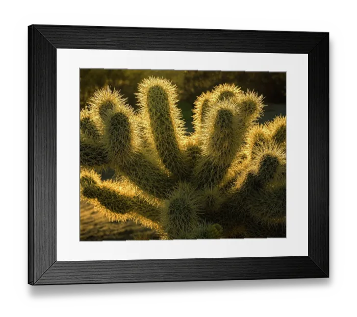 Framed Print : USA, California, Anza-Borrego Desert State Park. Backlit desert cactus