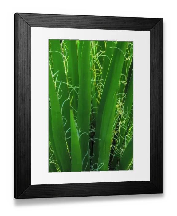Framed Print : USA, California, Anza-Borrego Desert State Park. Backlit Bismarck palm leaves