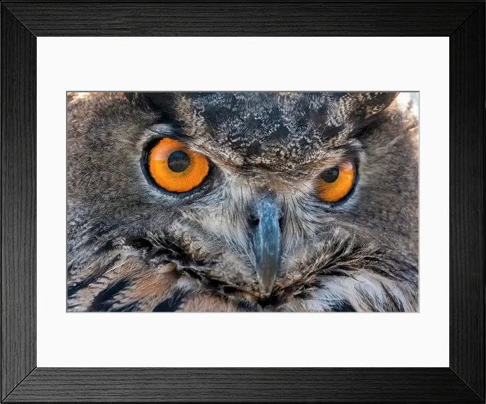 Framed Print : Close-up of Eurasian Owl, California, USA