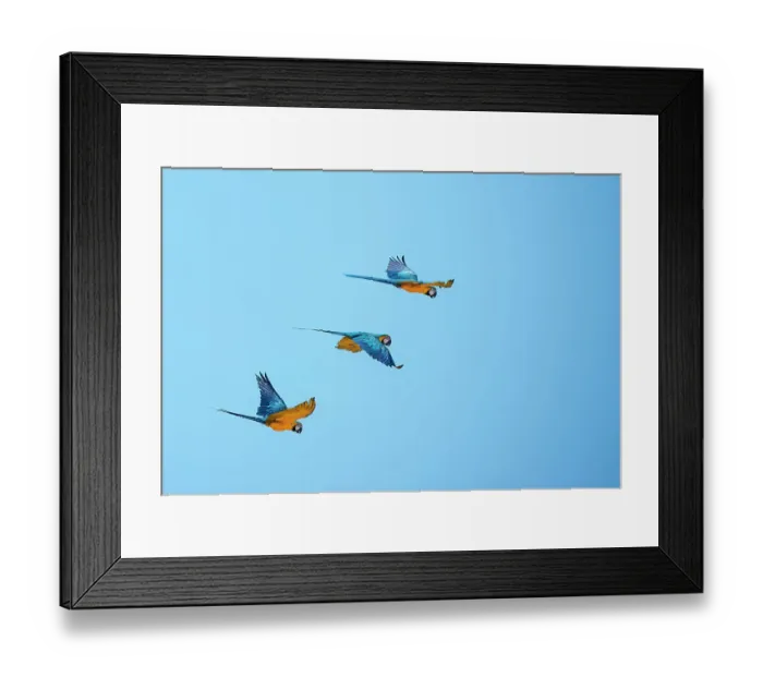 Framed Print : Trio of blue and yellow macaws fly together in Lotus, California, USA
