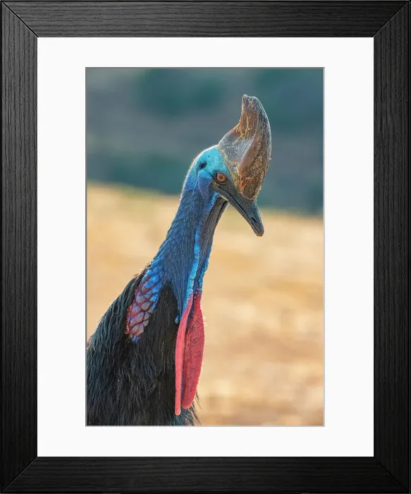 Framed Print : Captive cassowary is a species originally found in Papua, New Guinea Framed Print : Captive cassowary is a species originally found in Papua, New Guinea