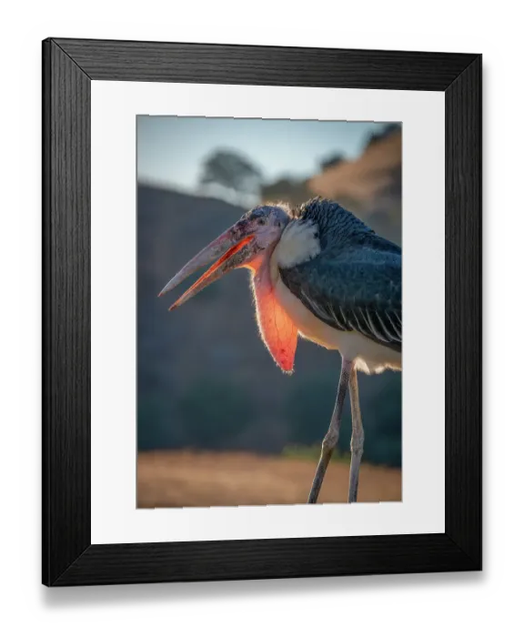Framed Print : Backlit View of a Marabou Stork, Lotus, California, USA Framed Print : Backlit View of a Marabou Stork, Lotus, California, USA